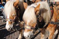 Haflinger - Kutsche auf Weihnachtsmarkt in Brixen