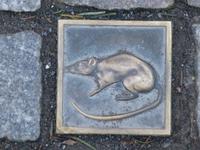 Hameln - Ratten überall