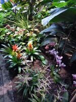 Bromelien und andere Pflanzen im Tropenhaus