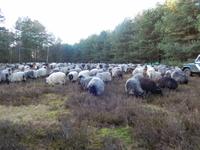 Treff mit den Heidschnucken