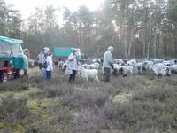 Treff mit den Heidschnucken