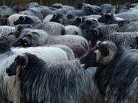 Treff mit den Heidschnucken