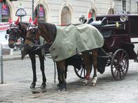 In Wien empfangen uns die Fiaker