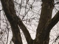 Wiesbaden - Papageien im Kurpark