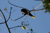 Montezuma Stirnvogel