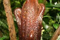 Valle de los Quetzales - Baumtrieb