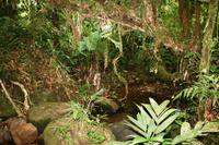 Valle de Los Quetzales - Nebelwald ohne Nebel