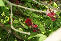 Blüte des Malaysia-Apfelbaumes