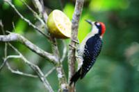 Schläfenfleckspecht