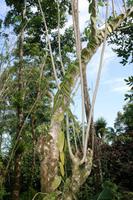 Was ist das für eine Schlingpflanze am Baum?