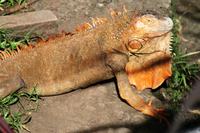 Leguan Party bei Muelle, nicht bei Mueller