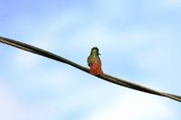 Hummingbird - Kolibri