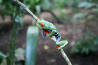Rotaugenlaubfrosch