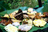 Im Schmetterlingsgarten der Bio Finca - Eulenauge