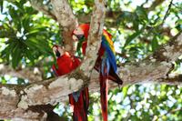 Unterwegs in Limasol - roter Ara