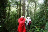 Wanderung im Regenwald