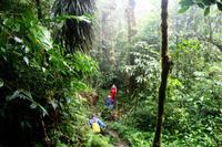 Wanderung im Regenwald