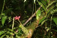 Wanderung im Regenwald