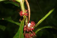 Wanderung im Regenwald