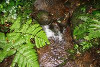 Wanderung im Regenwald