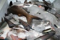Frischer Fisch