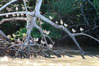 Bootsfahrt zu den Mangroven