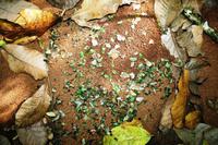 Blattschneidearmeisen