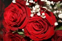 Meine Geburtstagsrosen