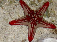 Im Dubai Mall Aquarium