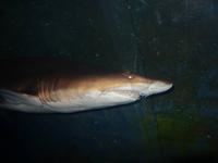 Im Dubai Mall Aquarium