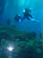 Auch Tauchen ist hier möglich!