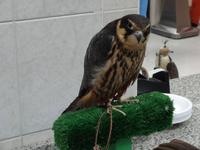 Besuch bei Frau Dr. Müller in der Falkenklinik