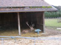sogar Hirsche