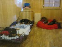 und unscharfe Hunde