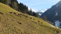 Eberhardt TRAVEL Winterreise in den Kitzbueheler Alpen/Brixental/Tirol - Wildpark Aurach