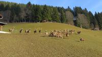Eberhardt TRAVEL Winterreise in den Kitzbueheler Alpen/Brixental/Tirol - Wildpark Aurach