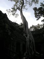 0485 Früh am Morgen Ta Promh - Urwaldtempel .jpg