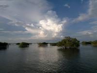 0492 Schwimmender Wald.jpg