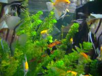 Dubai Mall (Aquarium & Unterwasserzoo)