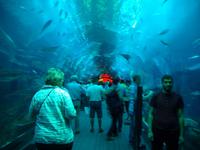 Dubai Mall (Aquarium & Unterwasserzoo)