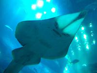 Dubai Mall (Aquarium & Unterwasserzoo)