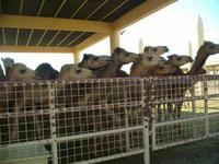 Bahrain (Besuch einer Kamelfarm)