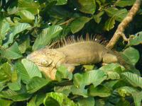 Leguan