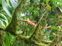 Nebelwaldreservat Santa Elena