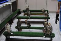 Falkenkrankenhaus in Abu Dhabi