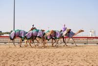 Kamelrennbahn in in Dubai