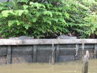 0094 Bootsfahrt in den Klongs in Bangkok