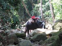 0125 Elefanten auf Koh Samui