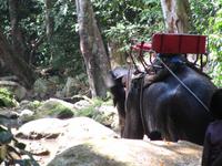 0126 Elefanten auf Koh Samui