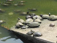 0175 Kek Lok Si Tempel Penang